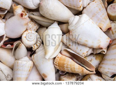 seashells as a background on the counter market.