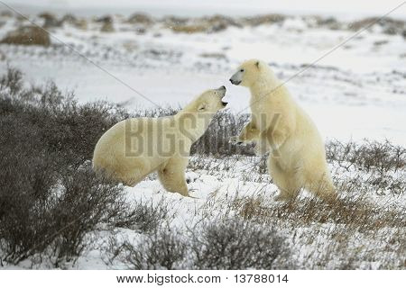 Kutup ayıları ile mücadele.