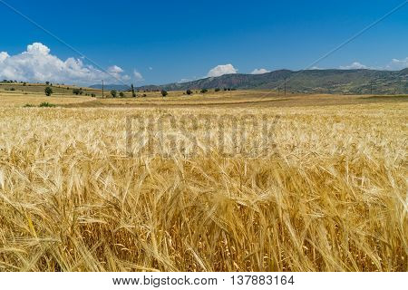 A Wheat Field In Giresun, Turkey - Black Sea