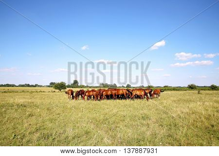 herd of mares and foals graze on meadow. Panoramic view of  thoroughbred horses on pasture