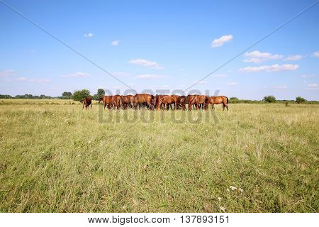 Purebred chestnut foals and mares eating green grass on the meadow summertime rural scene. Young chestnut foals and mares eating gras on meadow summertime outdoor rural scene