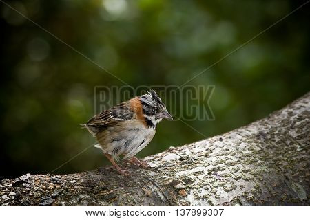 A tiny Rufous collared  Sparrow sitting on a branch.