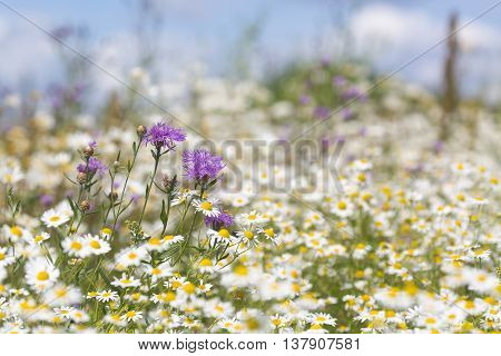 Beautiful wildflowers meadow with cornflowers and daisies .Selective focus.