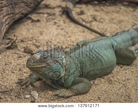 iguana on the sand floor in the wild