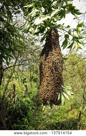 swarm of bees on a tree branch beekeeping