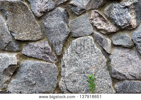 Natural untreated grunge stone wall background. Gray rocks texture and small green grass sprout