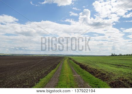 Agriculture field wheat road sowing sky landscape