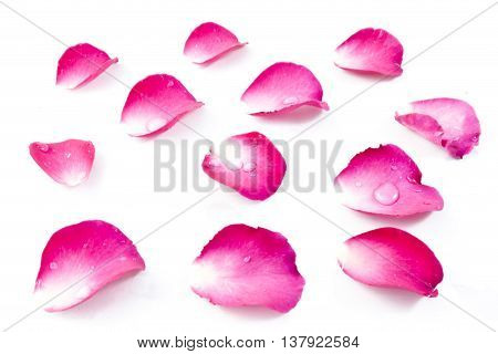 Pink Rose Petels isolated on White background