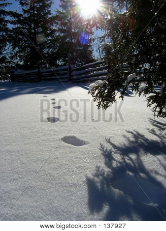 Winter Impression