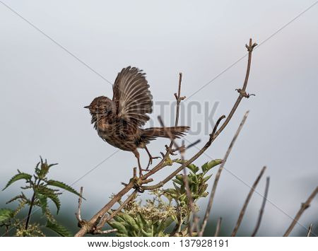 Dunnock taking to flight on a windy day (Prunella modularis)