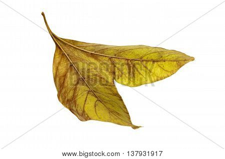 Two Conjoined  Autumn Colored Ieaves Isolated On White 3