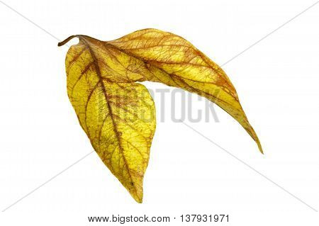 Two Conjoined  Autumn Colored Ieaves Isolated On White 2