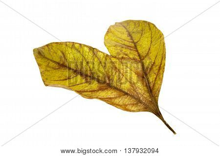 Two Conjoined  Autumn Colored Ieaves Isolated On White 1