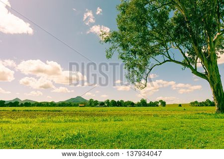 Old style faded color split tone image Australian landscape eucalyptus tree green pasture and crops to small she and distant hills.