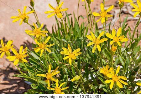 Yellow Desert Wildflowers in Arches National Park in Utah