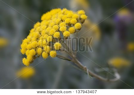 Yellow helichrysum flowers on a blurred background