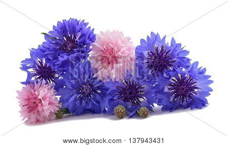 Cornflowers