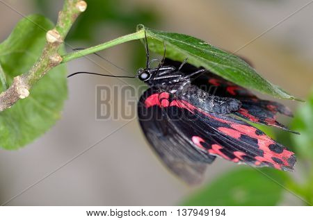 exotic butterfly in natural habitat (papilio memnon agenor)