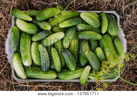 Cucumbers in a tray on a hay background with dill. Top view.