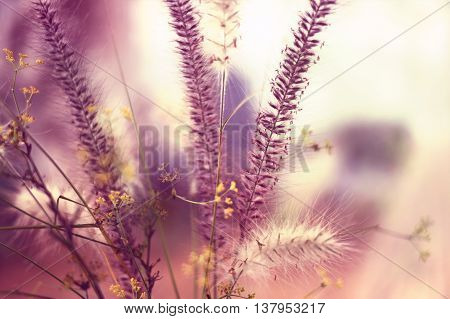 Various grasses of a field in sunlight. toned image with copy space.
