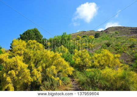 Yellow flowering bushes Cytisus scoparius on Vesuvius volcano next to Naples. Italy
