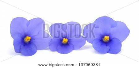 Saintpaulia (african Violets)