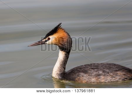 Side view of swiming great crested grebe bird