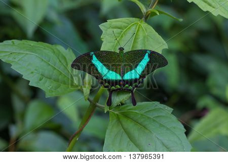 Emerald Swallowtail Butterfly On A Leaf