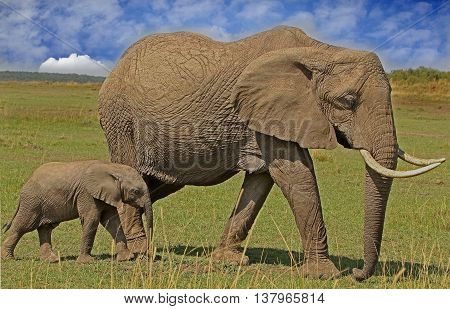 Mother and Baby Elephant walking across the plains in the Masai Mara