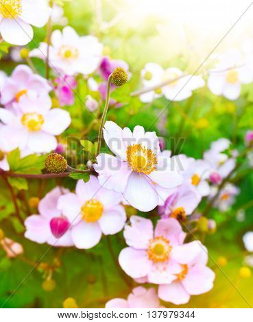 Wild anemone hupehensis or thimble weed with copy space