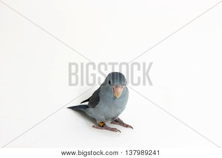 Mauve Forpus, Parakeet, Bird