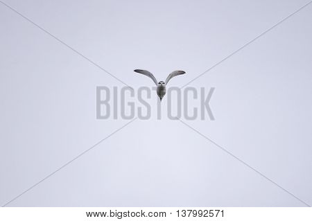 Least Tern in flight making eye contact