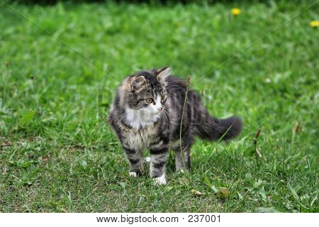 Katze Betti