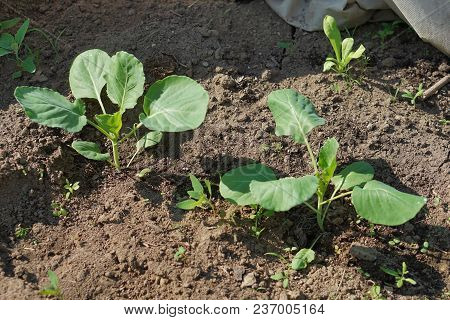 Green Cabbage Growth In Row. Ogranic Cabbage  In Garden. Ingredient In  Cuisine