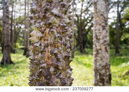 Madagascar Palm Tree Spikes, Pachypodium Lamerei Stem With Long Needle Type Thorns, Spine-bearing Tr