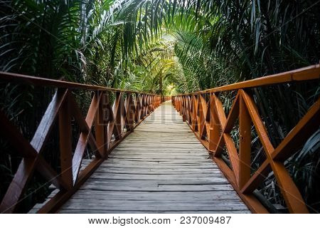 The Walkway Is Made From A Wooden Bridge Has Handrails Used Walked Into The Tropical Rain Forest. Pe