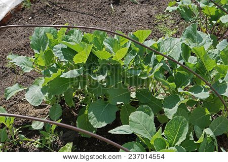 Green Cabbage Growth In Row. Ogranic Cabbage  In Garden. Ingredient In  Cuisine