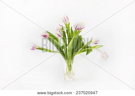 Spring Flowers On A White Background In The Studio. Tulips