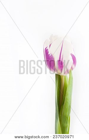 Spring Flowers On A White Background In The Studio. Tulips