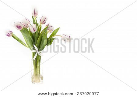 Spring Flowers On A White Background In The Studio. Tulips