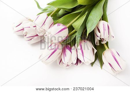 Spring Flowers On A White Background In The Studio. Tulips