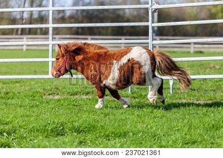 A Running Shetlandpony On A Green Meadow