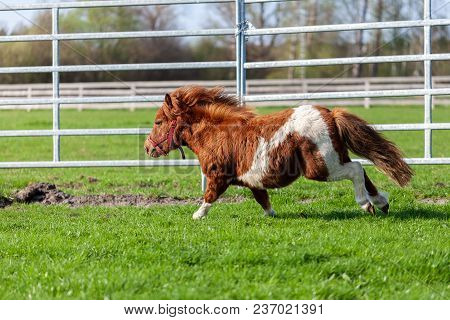A Running Shetlandpony On A Green Meadow