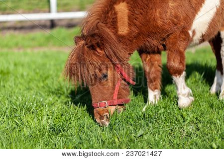 A Grazing Shetlandpony On A Green Meadow