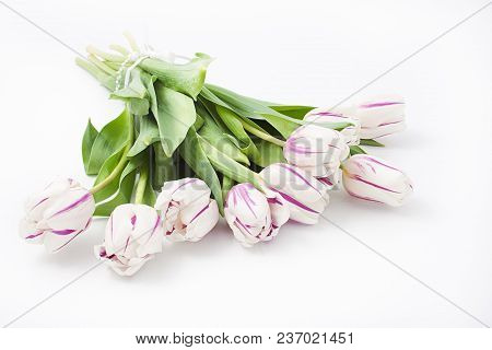 Spring Flowers On A White Background In The Studio. Tulips