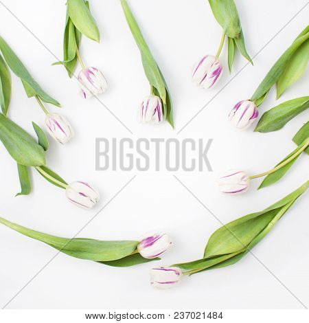 Spring Flowers On A White Background In The Studio. Tulips