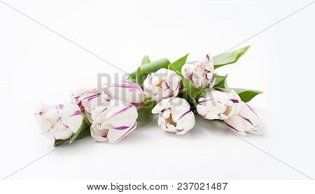 Spring Flowers On A White Background In The Studio. Tulips