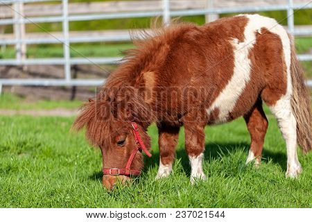 A Running Shetlandpony On A Green Meadow