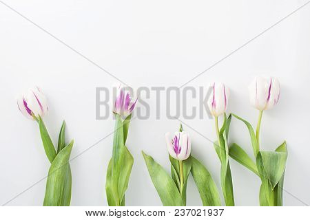 Spring Flowers On A White Background In The Studio. Tulips