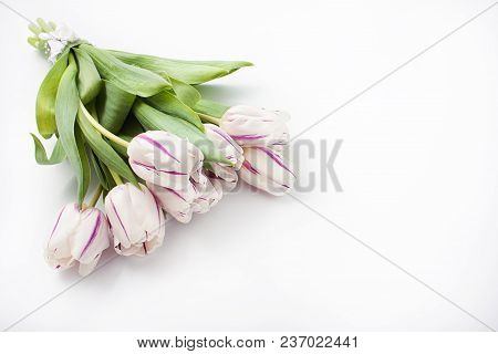 Spring Flowers On A White Background In The Studio. Tulips
